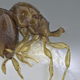 Illustration for article titled Workers of New Ant Species Have Big, Weird Heads